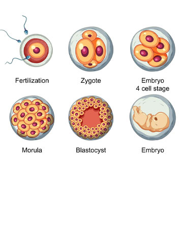 Blastocyst meaning in Hindi