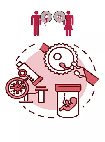 IVF Process - Step by Step